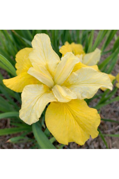 Iris sibirica Кісс зе Гьорл фото